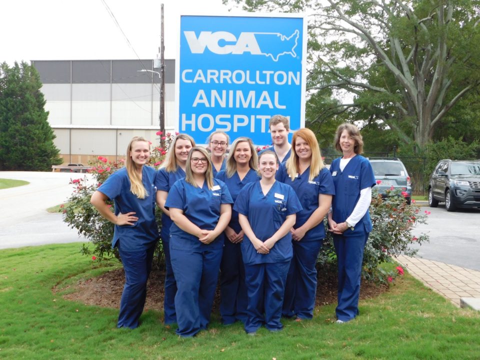 Carrollton VCA Animal Hospital Recognizes Staff for National Veterinary  Technician Week | The City Menus